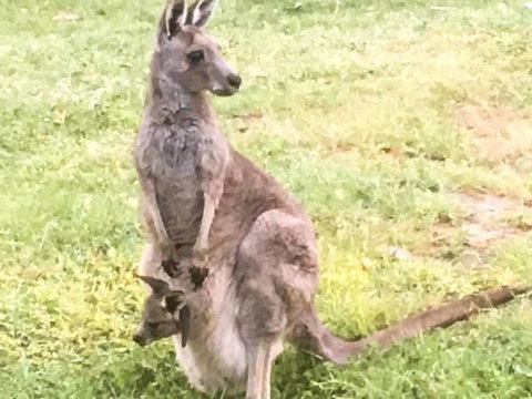 Geelong Tiny House - Accommodation NT 1