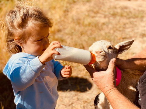 Glenview Alpaca Farm - Accommodation NT 1