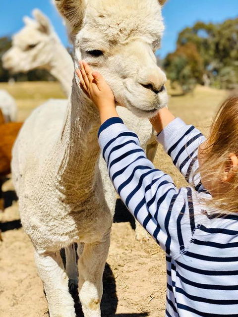 Glenview Alpaca Farm - Accommodation NT 3