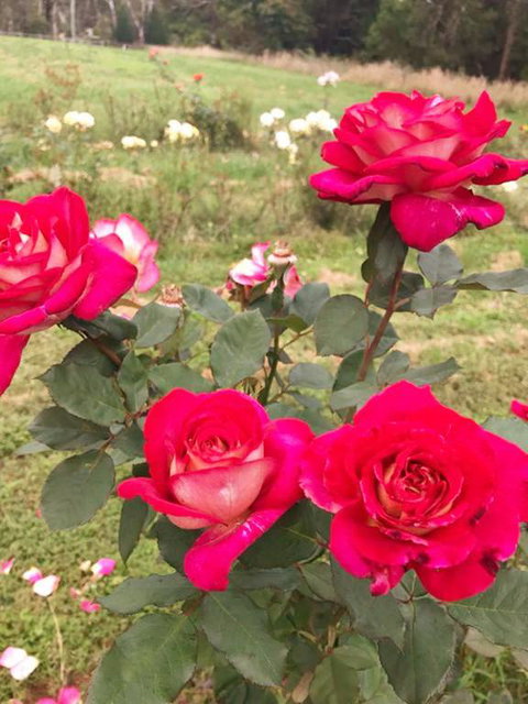 Golden Village - Accommodation NT 3