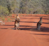 Gundabooka National Park Cottages - Accommodation NT