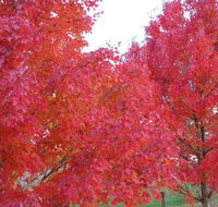HEALESVILLE GETAWAY - NT Tourism