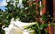 Hi George B&B - thumb 1