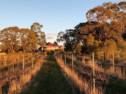 Lillicur Vineyard B&B - Accommodation NT 0