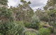 A Hidden Bush Delight - thumb 7
