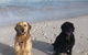 The Bothy Lancelin Family Retreat - thumb 32