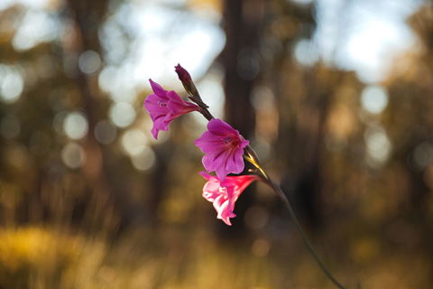 Amaroo Retreat & Spa - Accommodation NT 14