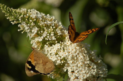 Cape Howe Cottages - Accommodation NT 31