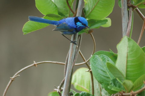 Cape Howe Cottages - Accommodation NT 14