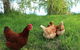 Cherry Top Farmstay - Boutique Eco Village - thumb 8