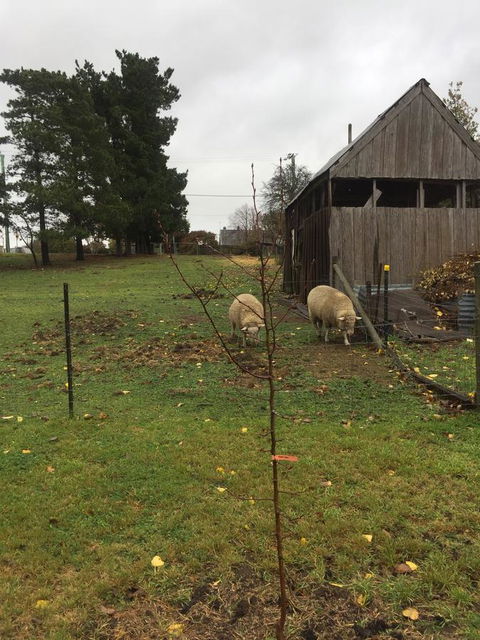 White Croft Cottage - Accommodation NT 7