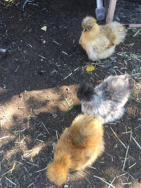 White Croft Cottage - Accommodation NT 11