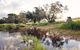 Northbrook Farmstay - thumb 0