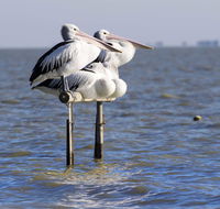 Pelican Perch Retreat - NT Tourism