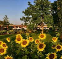 Quirindi Sunflower Motor Inn - NT Tourism