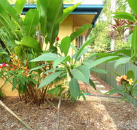 Rainforest Cottage Cairns - Accommodation NT