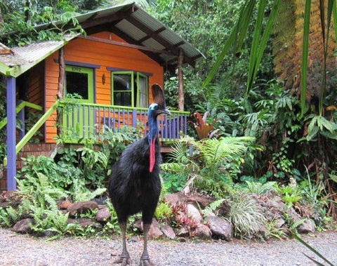 Rainforest Hideaway - Accommodation NT 0