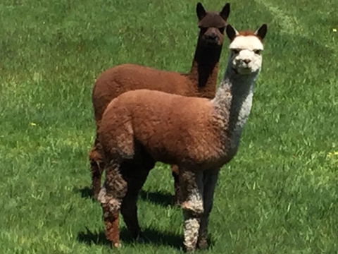 Raynella Alpaca Farmstay - Accommodation NT 3