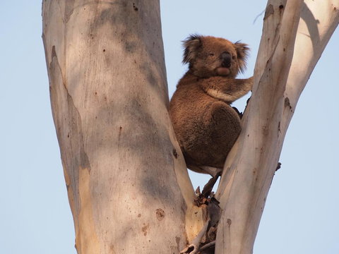 Reidford Cottage - Dog Friendly - Accommodation NT 1