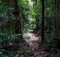Springbrook Lyrebird Retreat - Accommodation NT