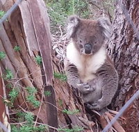 Stringybark Hills Retreat - Accommodation NT
