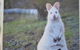 Captain Cook Holiday Park - thumb 22