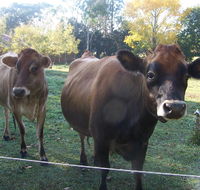 Drumreagh Bed  Breakfast Cabins - Accommodation NT