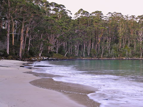 NRMA Port Arthur Holiday Park - Accommodation NT 41