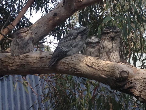 Kookas Retreat - Accommodation NT 15