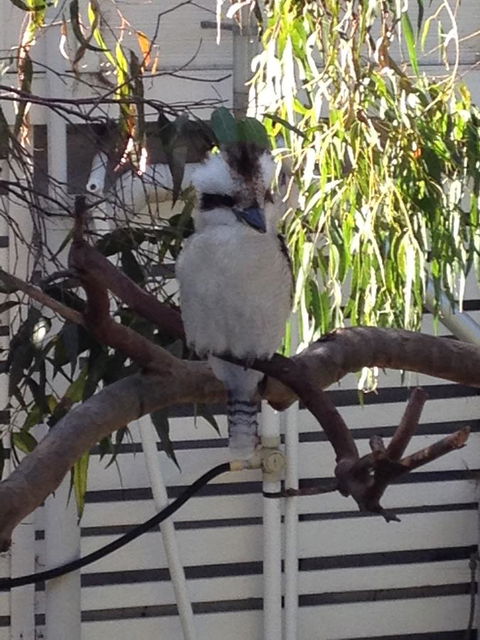 Kookas Retreat - Accommodation NT 16