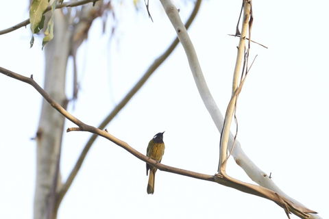 Yering Gorge Cottages - NT Tourism 20