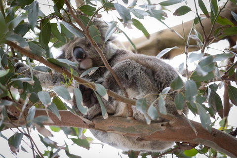 The Dolphin Apartments - Accommodation NT 6