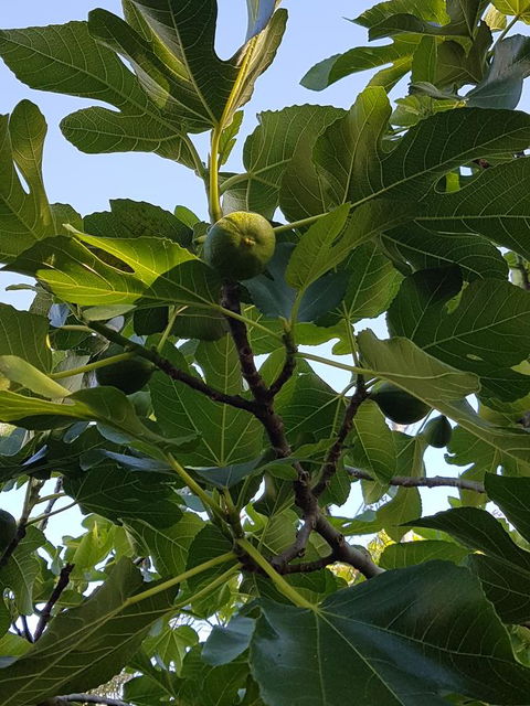 Healesville House - Fig Tree House - Accommodation NT 19