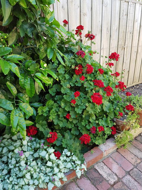 Healesville House - Fig Tree House - Accommodation NT 18