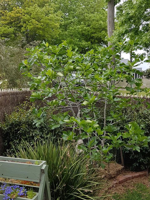 Healesville House - Fig Tree House - Accommodation NT 20