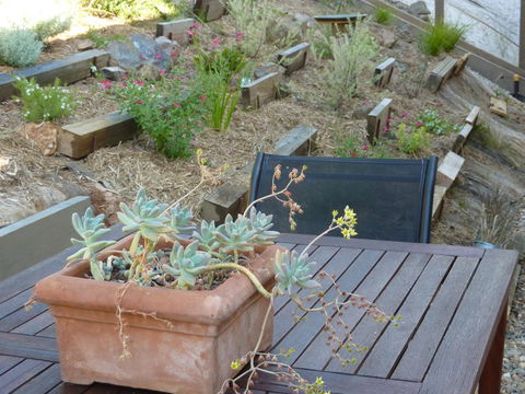 Saje\'s House & Pod - Accommodation NT 12