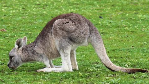 Limosa Rise - Accommodation NT 17