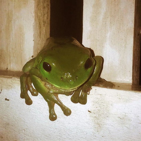 The Canungra Motel - Accommodation NT 3