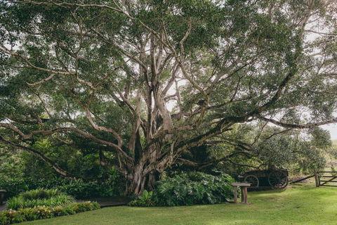 The Eumundi Dairy - NT Tourism 2