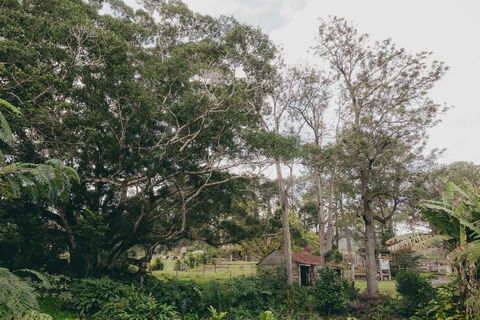 The Eumundi Dairy - NT Tourism 1