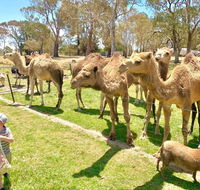 The Funny Farm - Animals / Churchhouse / Amazing Experience - NT Tourism