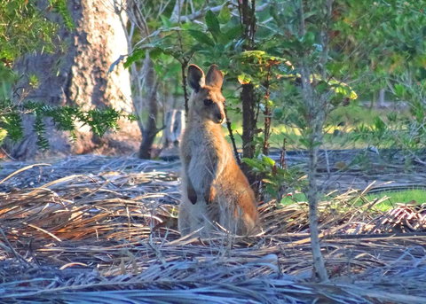 The Lovely Cottages Retreat - Guests Only - Accommodation NT 1
