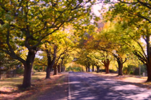 The Shelter Shed Garden Studio Apartment - NT Tourism 0