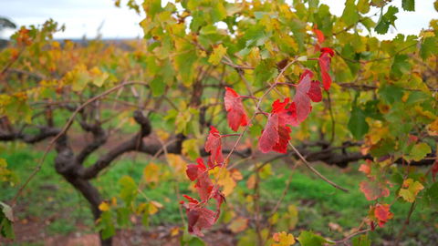Triple Creek Guest House - Barossa Region - NT Tourism 3
