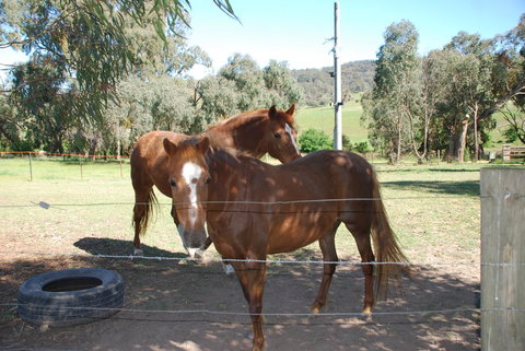 Bluegum Ridge Cottages - Accommodation NT 34
