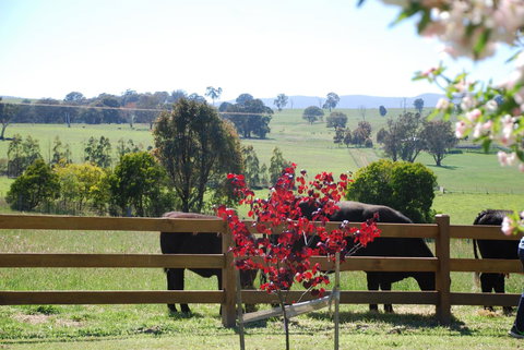 Bluegum Ridge Cottages - Accommodation NT 33