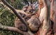 Kangaroo Manor - thumb 9
