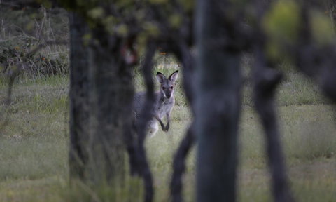 Granite Belt Retreat And Brewery - Accommodation NT 23
