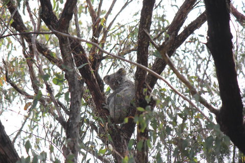 Granite Belt Retreat And Brewery - Accommodation NT 20