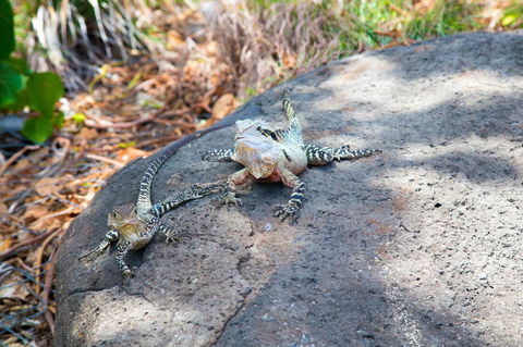 Rainbow Bay Backpackers - Accommodation NT 21